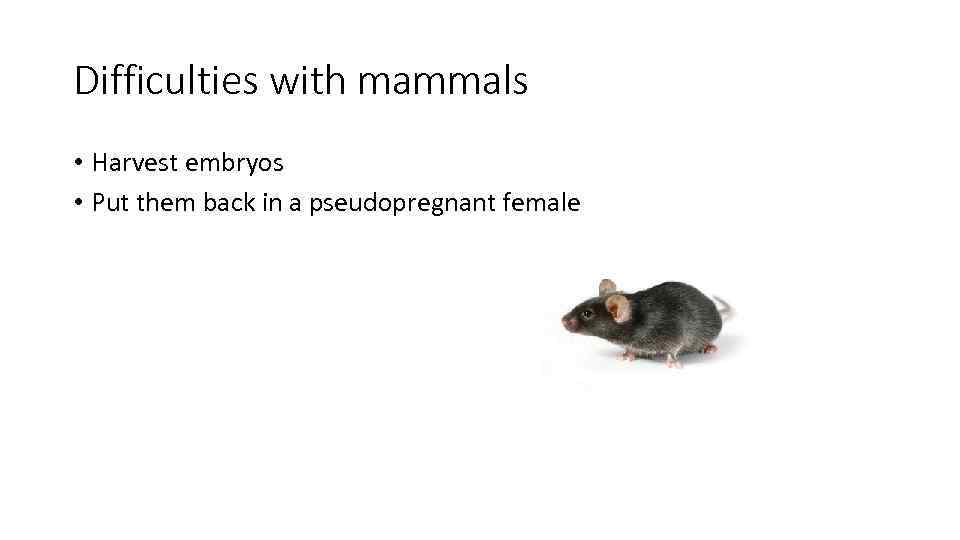 Difficulties with mammals • Harvest embryos • Put them back in a pseudopregnant female