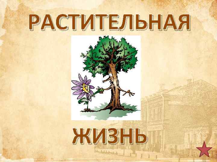 РАСТИТЕЛЬНАЯ ЖИЗНЬ 27 