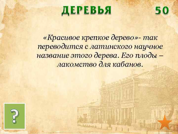  «Красивое крепкое дерево» - так переводится с латинского научное название этого дерева. Его