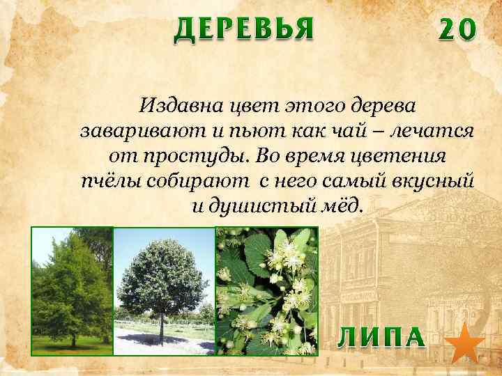 Издавна цвет этого дерева заваривают и пьют как чай – лечатся от простуды. Во