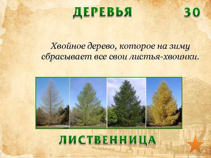 Хвойное дерево, которое на зиму сбрасывает все свои листья-хвоинки. 74 