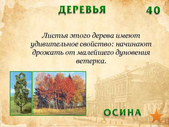Листья этого дерева имеют удивительное свойство: начинают дрожать от малейшего дуновения ветерка. 75 
