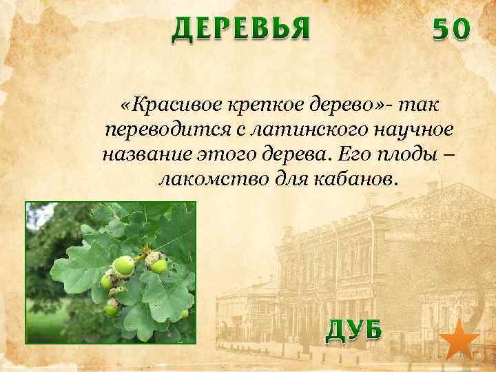  «Красивое крепкое дерево» - так переводится с латинского научное название этого дерева. Его