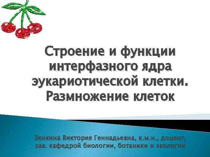 Строение и функции интерфазного ядра эукариотической клетки. Размножение клеток Зенкина Виктория Геннадьевна, к. м.