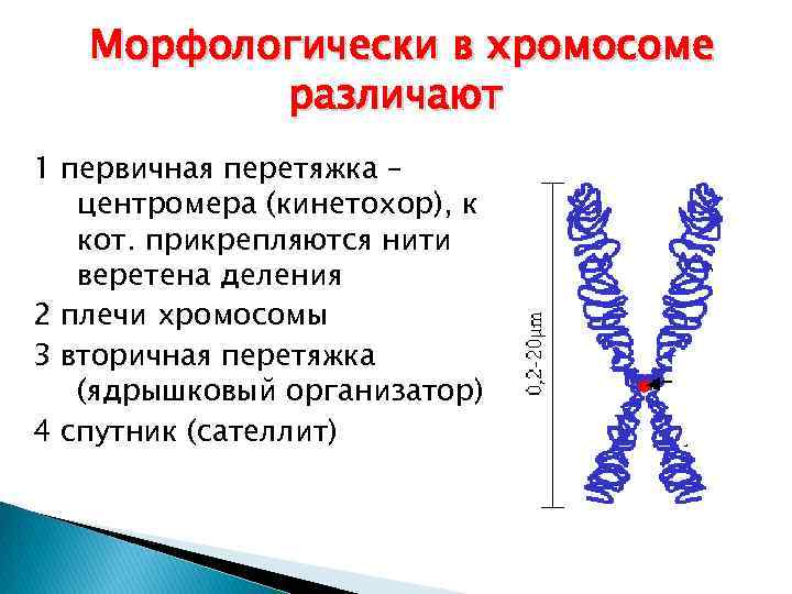 Морфологически в хромосоме различают 1 первичная перетяжка – центромера (кинетохор), к кот. прикрепляются нити