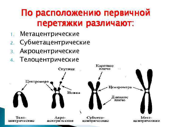 По расположению первичной перетяжки различают: 1. 2. 3. 4. Метацентрические Субметацентрические Акроцентрические Телоцентрические 