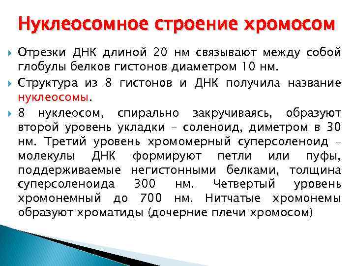 Нуклеосомное строение хромосом Отрезки ДНК длиной 20 нм связывают между собой глобулы белков гистонов