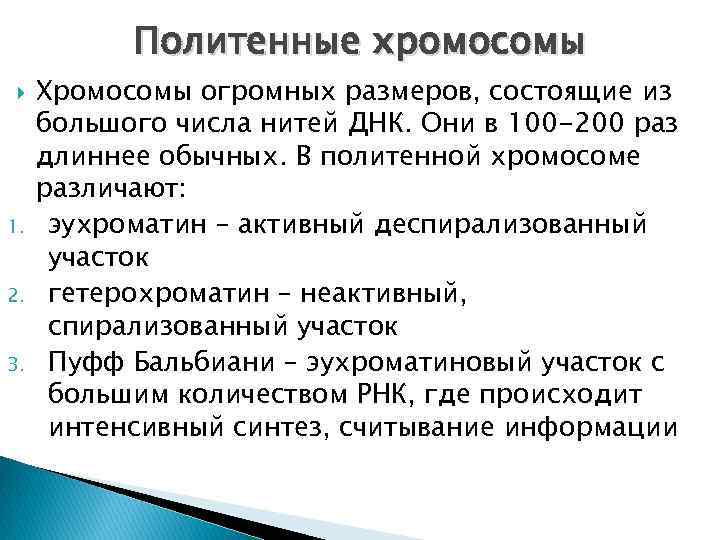 Политенные хромосомы 1. 2. 3. Хромосомы огромных размеров, состоящие из большого числа нитей ДНК.