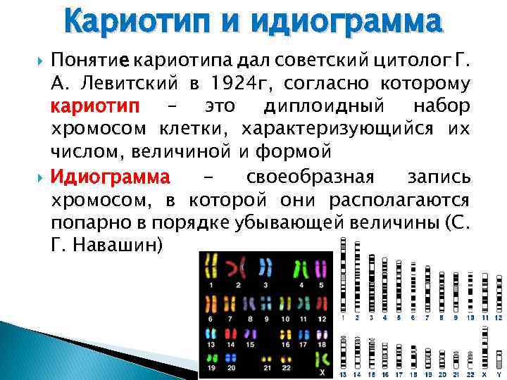 Кариотип и идиограмма Понятие кариотипа дал советский цитолог Г. А. Левитский в 1924 г,