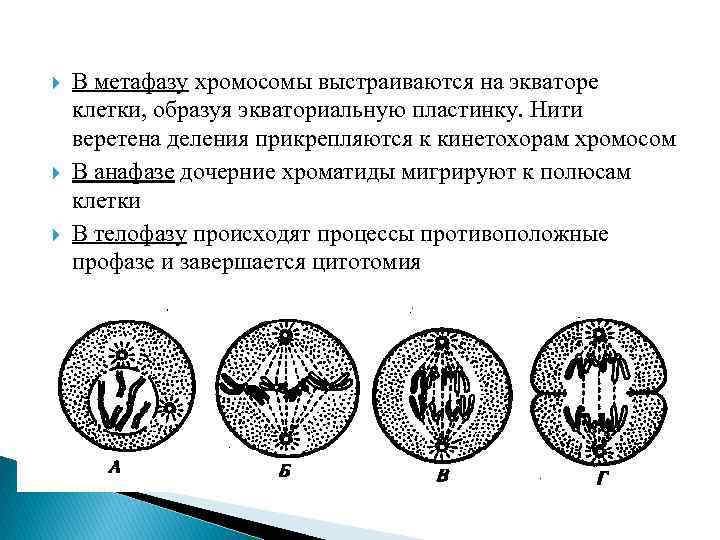 Характеристика метафазы. Прикрепление хромосом к нитям веретена деления. Хромосомы в метафазе. Хромосомы выстраиваются. Метафаза хромосомы выстраиваются.