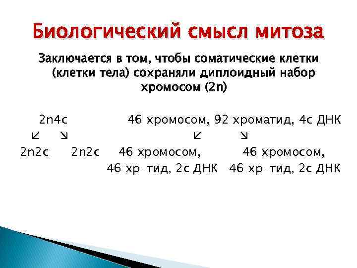 Биологический смысл митоза Заключается в том, чтобы соматические клетки (клетки тела) сохраняли диплоидный набор