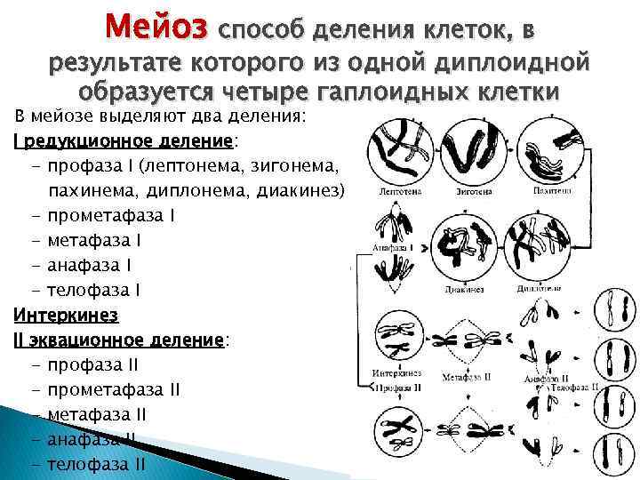 Мейоз способ деления клеток, в результате которого из одной диплоидной образуется четыре гаплоидных клетки