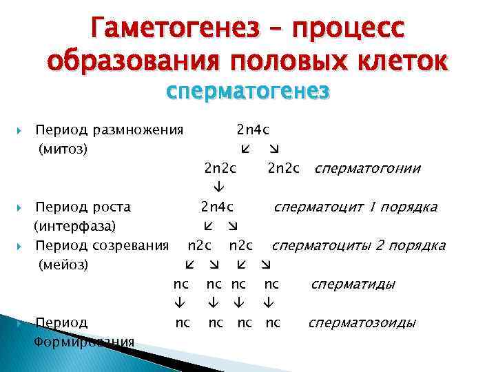 Гаметогенез – процесс образования половых клеток сперматогенез Период размножения (митоз) 2 n 4 c