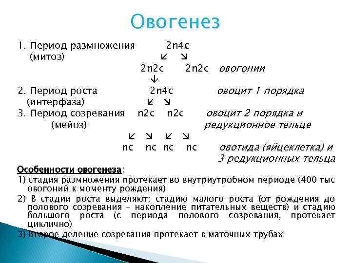 Овогенез 1. Период размножения (митоз) 2. Период роста (интерфаза) 3. Период созревания (мейоз) 2