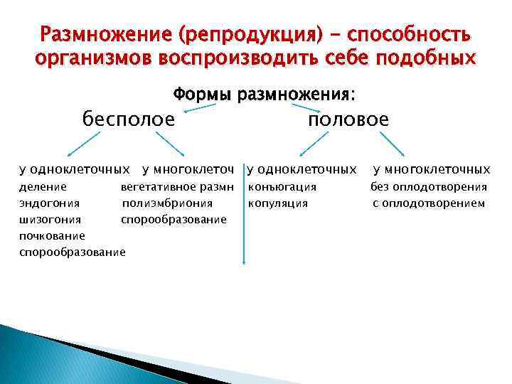 Размножение (репродукция) - способность организмов воспроизводить себе подобных Формы размножения: бесполое половое у одноклеточных