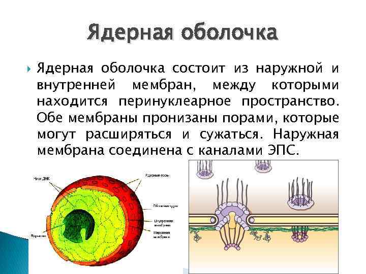 На рисунке изображены структуры ядра эукариотической клетки как называются эти структуры