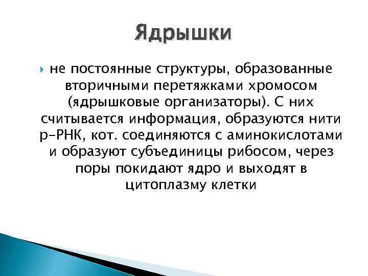 Ядрышки не постоянные структуры, образованные вторичными перетяжками хромосом (ядрышковые организаторы). С них считывается информация,