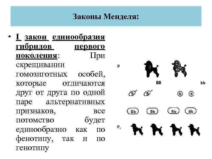 Законы Менделя: • I закон единообразия гибридов первого поколения: При скрещивании гомозиготных особей, которые