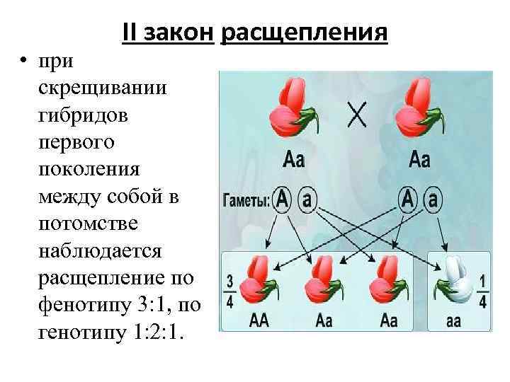 II закон расщепления • при скрещивании гибридов первого поколения между собой в потомстве наблюдается