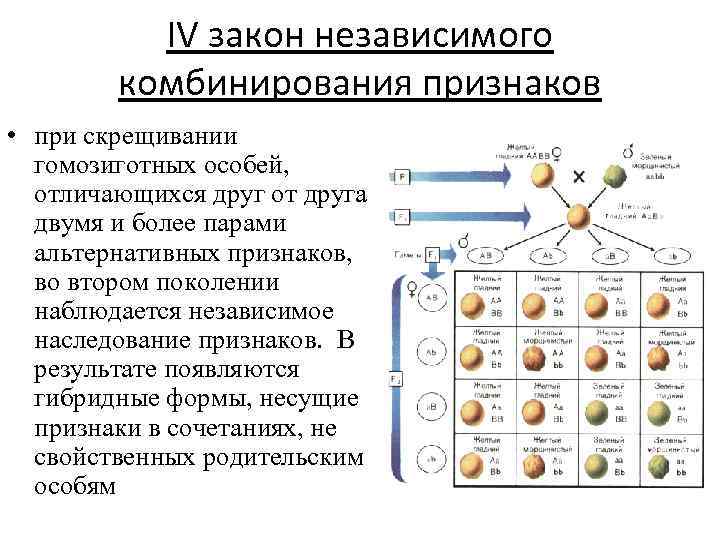IV закон независимого комбинирования признаков • при скрещивании гомозиготных особей, отличающихся друг от друга