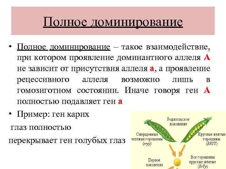 Полное доминирование • Полное доминирование – такое взаимодействие, при котором проявление доминантного аллеля А