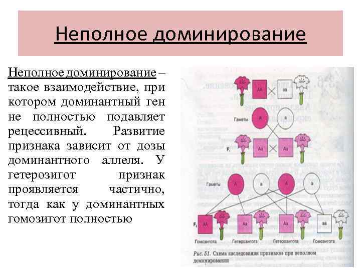Неполное доминирование – такое взаимодействие, при котором доминантный ген не полностью подавляет рецессивный. Развитие