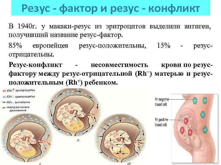 Резус - фактор и резус - конфликт В 1940 г. у макаки-резус из эритроцитов