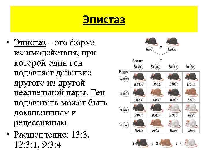 Эпистаз • Эпистаз – это форма взаимодействия, при которой один ген подавляет действие другого