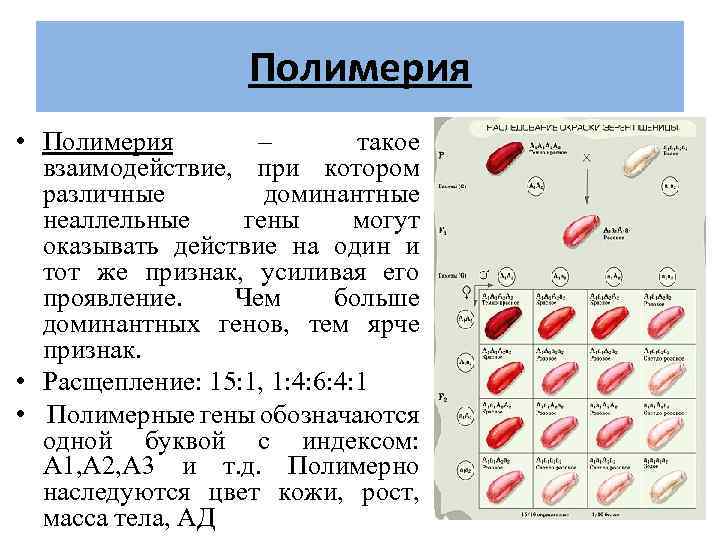 Полимерия • Полимерия – такое взаимодействие, при котором различные доминантные неаллельные гены могут оказывать