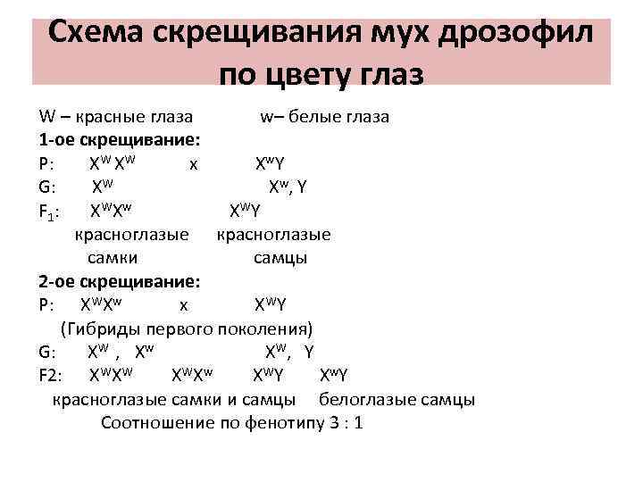 Схема скрещивания мух дрозофил по цвету глаз W – красные глаза w– белые глаза