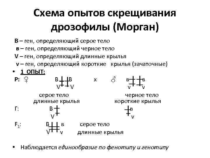 Схема опытов скрещивания дрозофилы (Морган) В – ген, определяющий серое тело в – ген,
