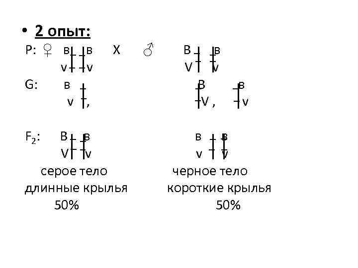  • 2 опыт: Р: ♀ в в Х ♂ В в v v