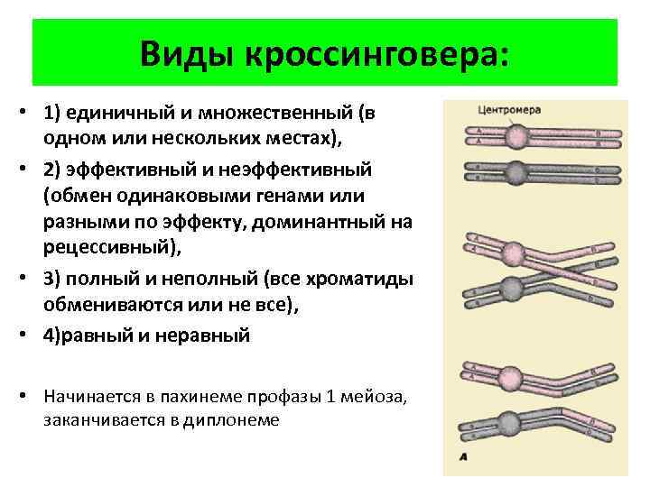 Виды кроссинговера: • 1) единичный и множественный (в одном или нескольких местах), • 2)