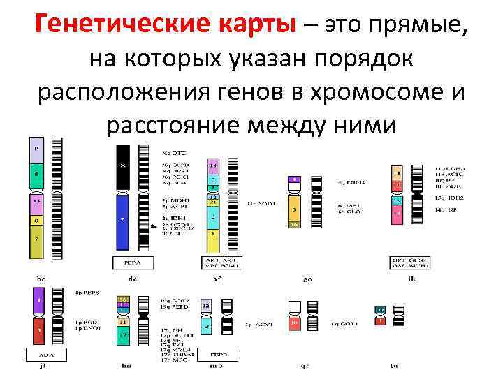Генетические карты – это прямые, на которых указан порядок расположения генов в хромосоме и