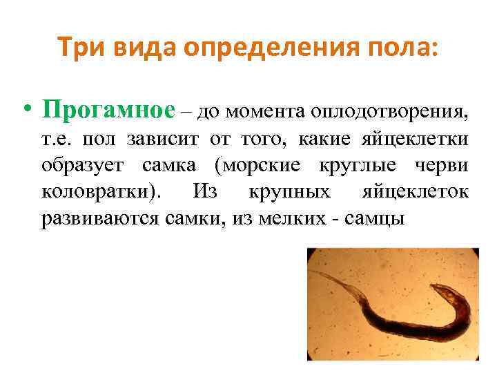 Три вида определения пола: • Прогамное – до момента оплодотворения, т. е. пол зависит