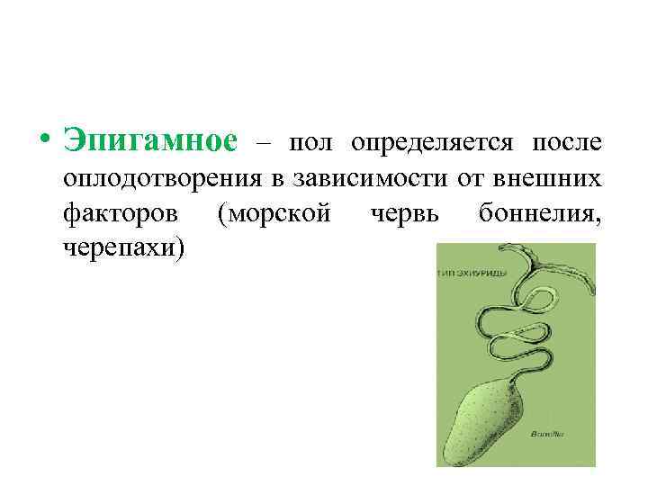  • Эпигамное – пол определяется после оплодотворения в зависимости от внешних факторов (морской