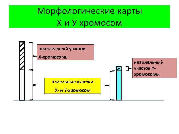 Морфологические карты Х и У хромосом неаллельный участок Х-хромосомы аллельные участки Х- и Y-хромосом