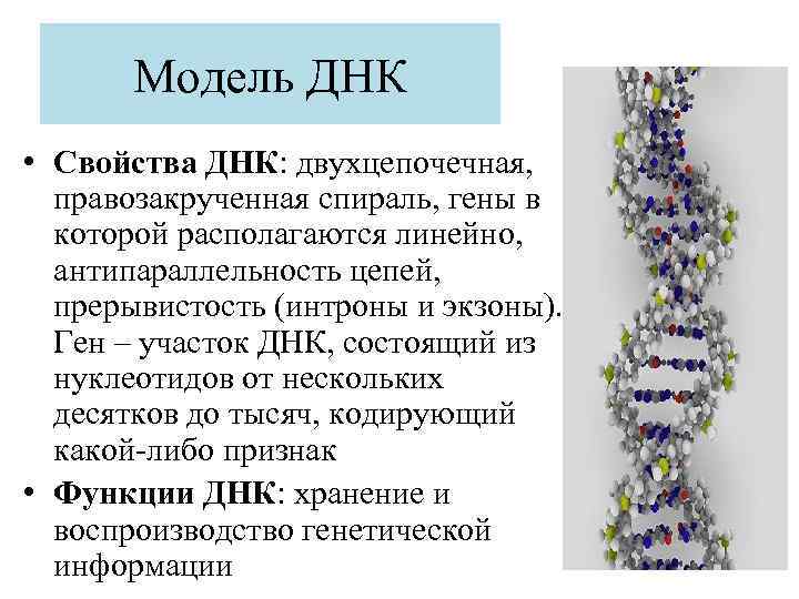 Модель ДНК • Свойства ДНК: двухцепочечная, правозакрученная спираль, гены в которой располагаются линейно, антипараллельность