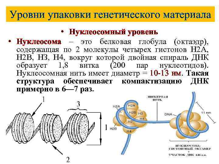 Уровни упаковки генетического материала • Нуклеосомный уровень • Нуклеосома – это белковая глобула (октаэдр),