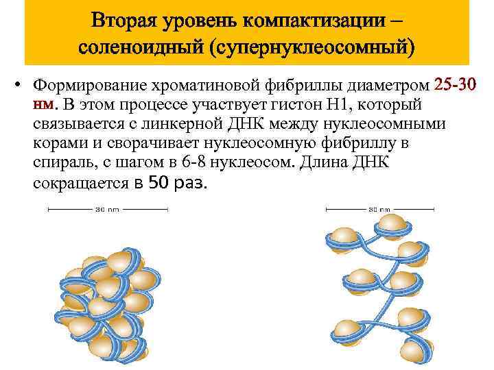 Вторая уровень компактизации – соленоидный (супернуклеосомный) • Формирование хроматиновой фибриллы диаметром 25 -30 нм.
