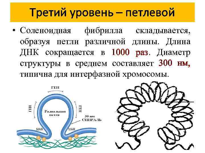 Третий уровень – петлевой • Соленоидная фибрилла складывается, образуя петли различной длины. Длина ДНК