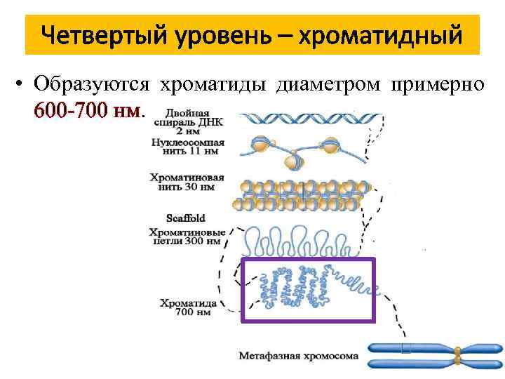 Четвертый уровень – хроматидный • Образуются хроматиды диаметром примерно 600 -700 нм. 