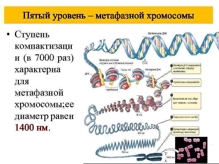 Пятый уровень – метафазной хромосомы • Ступень компактизаци и (в 7000 раз) характерна для