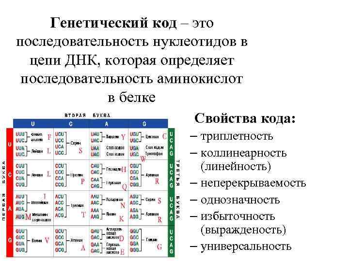 Генетический код – это последовательность нуклеотидов в цепи ДНК, которая определяет последовательность аминокислот в