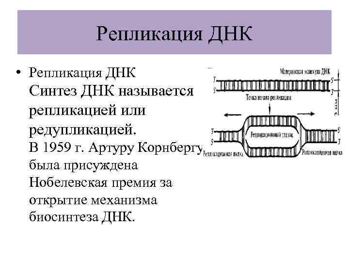 Репликация ДНК • Репликация ДНК Синтез ДНК называется репликацией или редупликацией. В 1959 г.