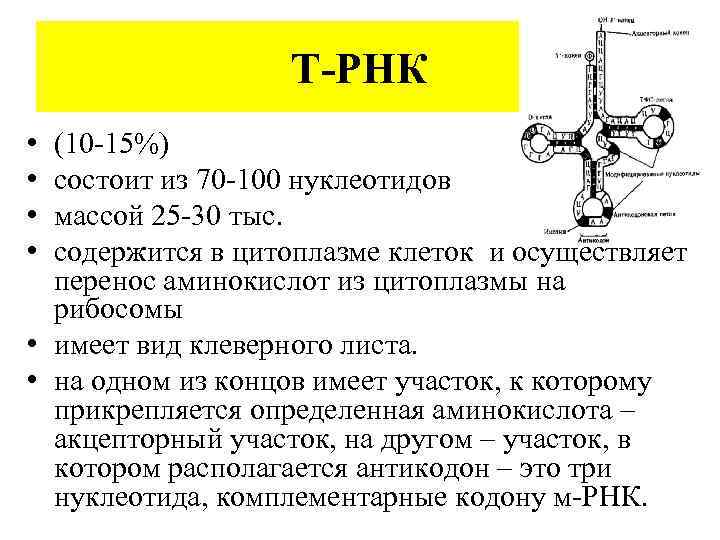 Т-РНК • • (10 -15%) состоит из 70 -100 нуклеотидов массой 25 -30 тыс.