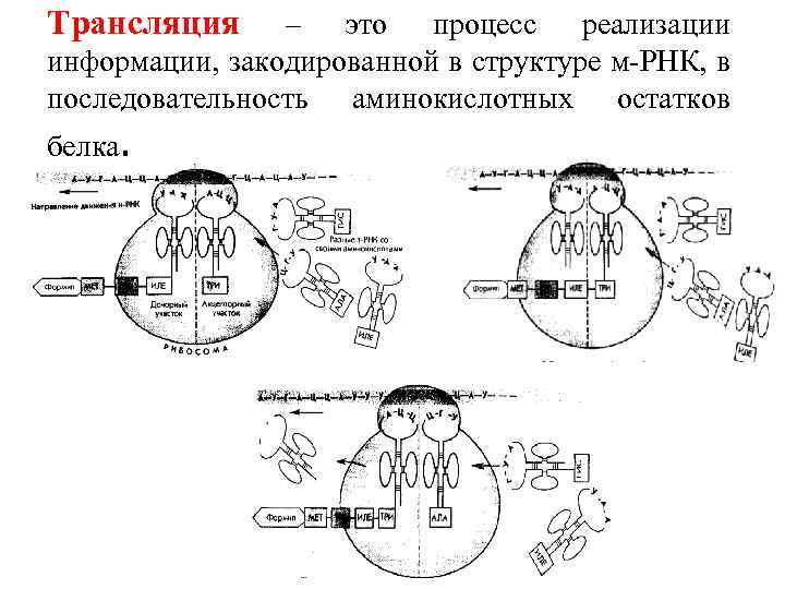 Трансляция – это процесс реализации информации, закодированной в структуре м-РНК, в последовательность аминокислотных остатков