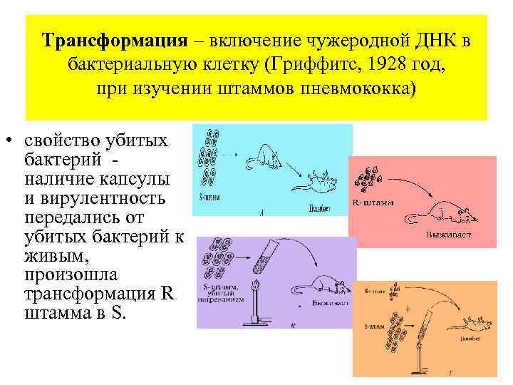 Трансформация – включение чужеродной ДНК в бактериальную клетку (Гриффитс, 1928 год, при изучении штаммов