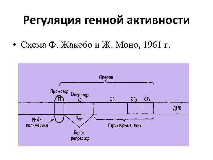 Регуляция генной активности • Схема Ф. Жакобо и Ж. Моно, 1961 г. 
