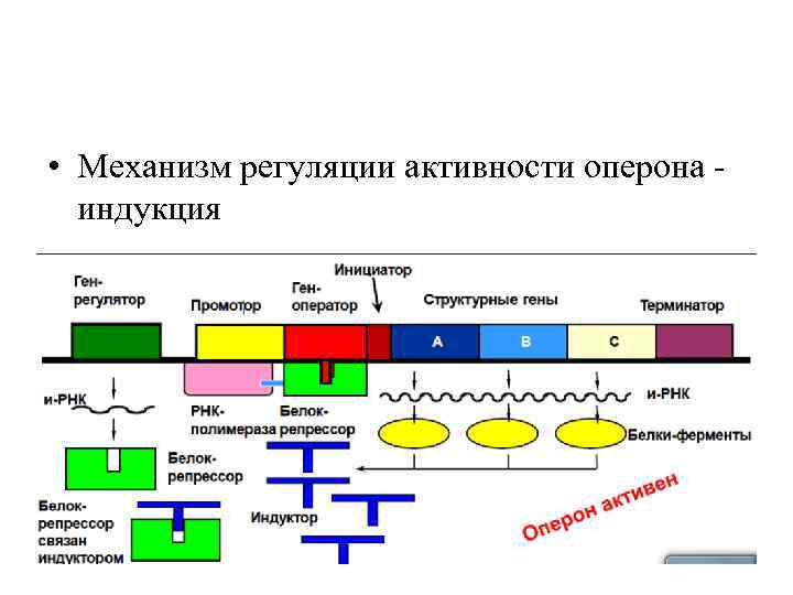  • Механизм регуляции активности оперона индукция 